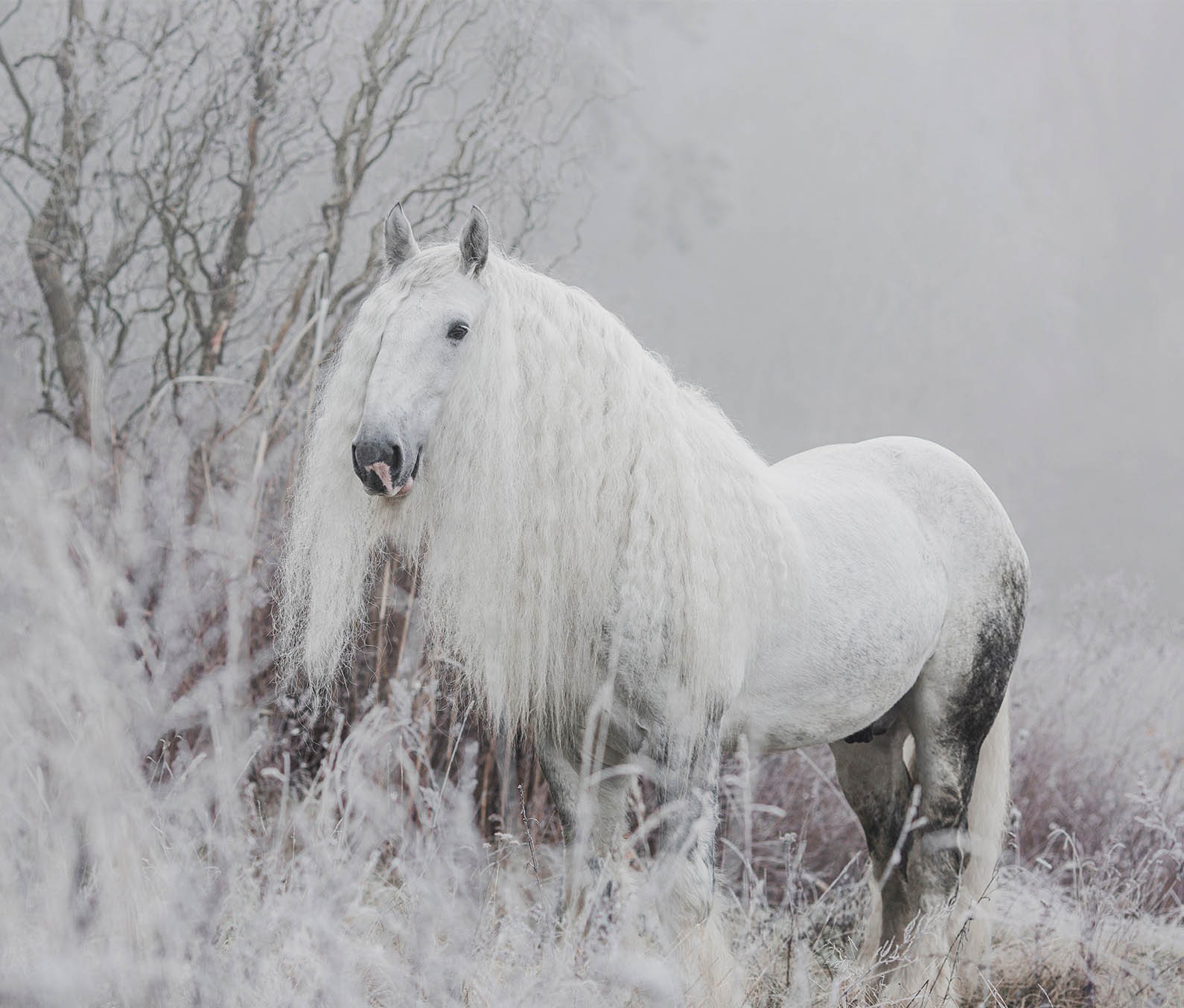 Shire Horse Stallion - Upper Delves James